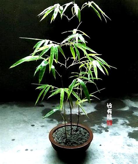 竹子澆水|《竹子養植寶典》，三分鐘幫你搞懂竹子脾氣成為竹專。